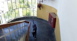 विधानसभा की सुरक्षा पर सेंध लगाता एक काला कुत्ता 1 Hello Uttarakhand News »