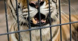 कब्जे में आया हमलावर बाघ 1 Hello Uttarakhand News »