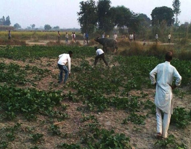 देर से चारा देने पर बौखलाए भैंसे ने मालिक दंपित को उतारा मौत के घाट! 2 Hello Uttarakhand News »