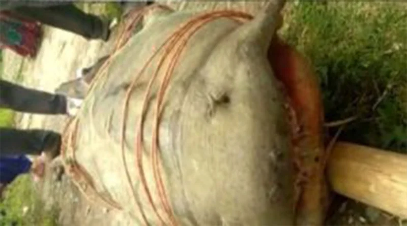 मछली की दावत बनी आफत, जमानत ख़ारिज…. 1 Hello Uttarakhand News »