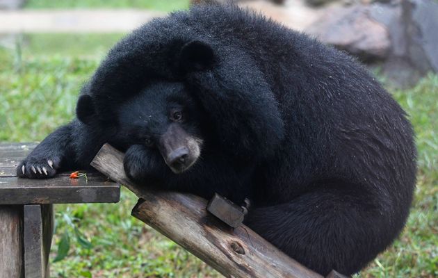 कराेड़ों के भालू की पित्त के साथ दो तस्कर गिरफ्तार… 2 Hello Uttarakhand News »