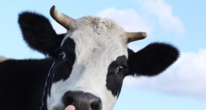 पशु बिक्री बैन पर सुप्रीम कोर्ट का केंद्र सरकार को झटका, नोटिफिकेशन पर पूरे देश में रोक.. 1 Hello Uttarakhand News »