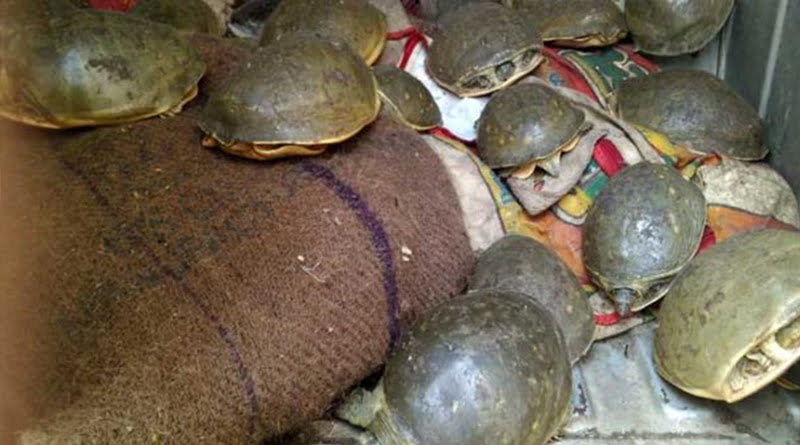 कछुवे बरामद, तस्कर फरार… 4 Hello Uttarakhand News »