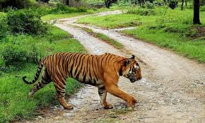 पर्यटकों का इंतजार हुआ खत्म, जल्द कर सकेंगें राजाजी पार्क सफारी 1 Hello Uttarakhand News » Page 5 of 5