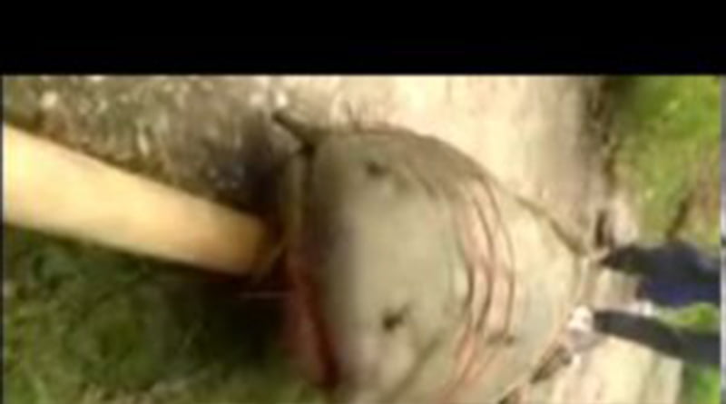 ग्रामीणों ने पकड़ी डेढ़ क्विंटल की मछली….एफआईआर होगी दर्ज – डीएम अल्मोड़ा 1 Hello Uttarakhand News »