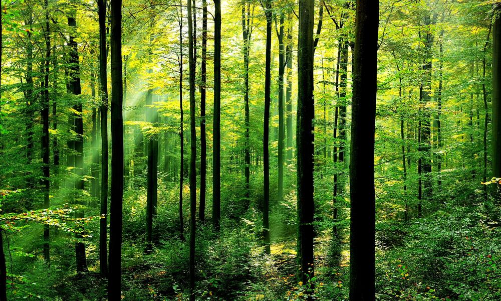 Uttarakhand Forest: उत्तराखंड वन विभाग में बम्पर तबादले, प्रमुख वन संरक्षक का हुआ तबादला, DFO देहरादून को भी मिला नई तैनाती 1 Hello Uttarakhand News »