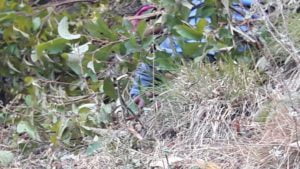 खाई में मैक्स गिरने से 10 लोगों की दर्दनाक मौत 2 खाई में मैक्स गिरने से 10 लोगों की दर्दनाक मौत 2 Hello Uttarakhand News »