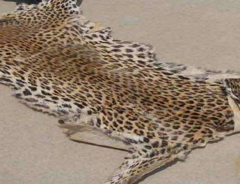 नेपाली युवकों से खरीद दून में बेचने चला था गुलदार की खाल, पुलिस ने दबोचा 5 Hello Uttarakhand News »