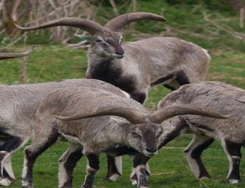 इस तरह सैलानी बन रहे हैं वन्यजीवों के लिए खतरा 3 Hello Uttarakhand News »