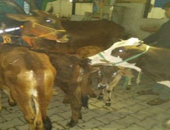 धर्मनगरी में पकड़े गोवंश तस्कर 2 Hello Uttarakhand News »