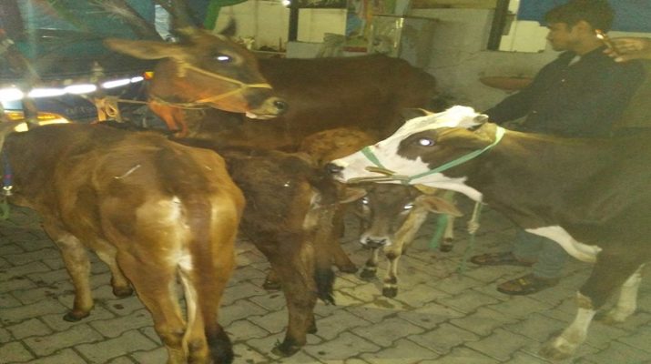 धर्मनगरी में पकड़े गोवंश तस्कर 1 Hello Uttarakhand News »