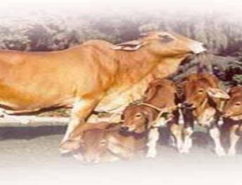 डेयरी की आड़ में काटे जा रहे थे गोवंश 3 Hello Uttarakhand News »