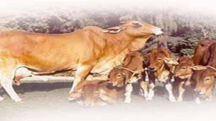 डेयरी की आड़ में काटे जा रहे थे गोवंश 1 Hello Uttarakhand News »