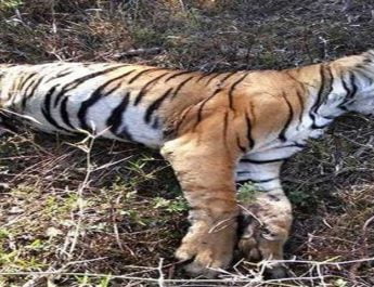 बाघों की मौत पर मौत, कब रुकेगा ये सिलसिला 2 Hello Uttarakhand News »