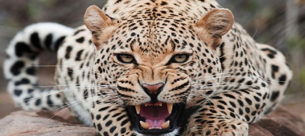 सोमवार देर शाम से लापता युवक, मंगलवार को जंगल से मिला शव 2 Hello Uttarakhand News »