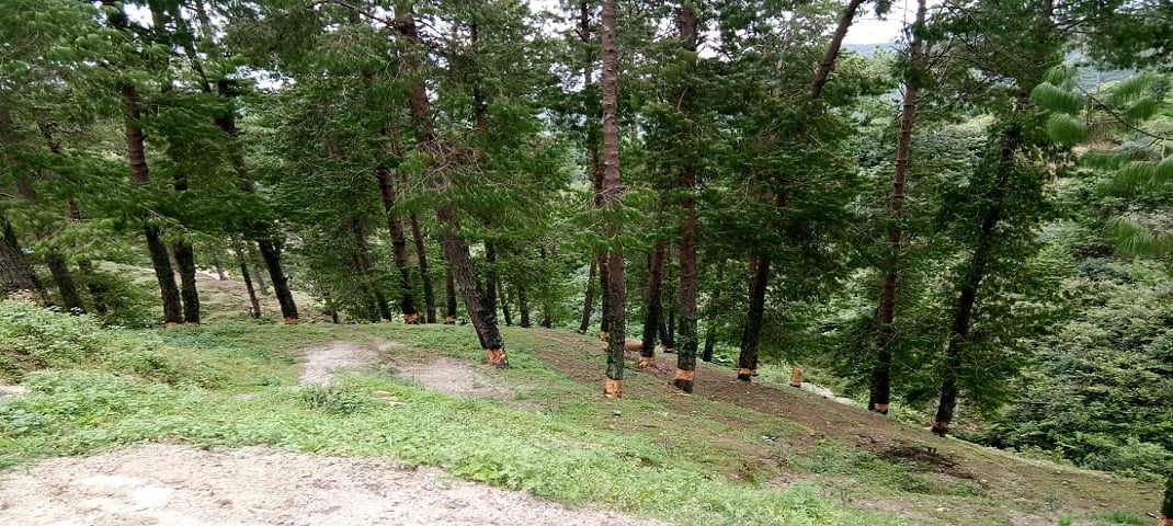 डीडीहाट में चीड़ के पेड़ों को सुखाने की साजिश, नींद में वन विभाग 2 डीडीहाट में चीड़ के पेड़ों को सुखाने की साजिश, नींद में वन विभाग 2 Hello Uttarakhand News »