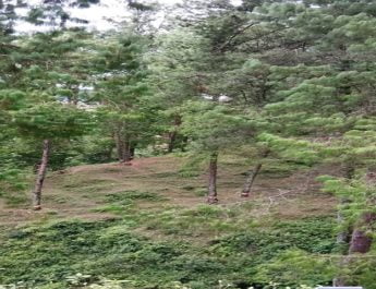 डीडीहाट में चीड़ के पेड़ों को सुखाने की साजिश, नींद में वन वि‍भाग 4 Hello Uttarakhand News »