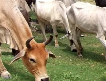 सेक्स सॉर्टेड सीमन उत्पादन वाला पहला राज्य बना उत्तराखंड 4 Hello Uttarakhand News »