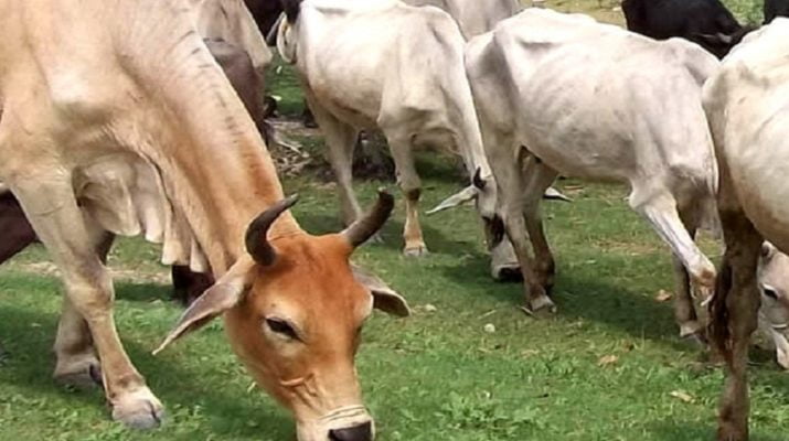 सेक्स सॉर्टेड सीमन उत्पादन वाला पहला राज्य बना उत्तराखंड 1 Hello Uttarakhand News »