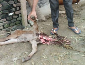 गुलदार ने बनाया गाय के बछड़े को निवाला, मौत 3 Hello Uttarakhand News »