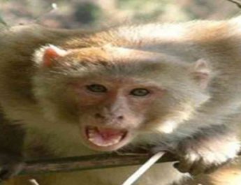 12 साल बाद आंगन में गूंजी थी किलकारियां, बंदर ने छीनी खुशी 4 Hello Uttarakhand News »