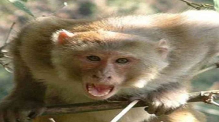 12 साल बाद आंगन में गूंजी थी किलकारियां, बंदर ने छीनी खुशी 1 Hello Uttarakhand News »