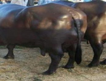 20 लाख कीमत की 18 भैंसे लूट ले गए डकैत 4 Hindi News Bharat &raquo;