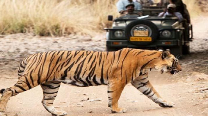 जंगली जीवों के लिए खतरनाक हो रहे मनुष्य, खत्म हो गई 60 प्रतिशत प्रजातियां 1 Hello Uttarakhand News »