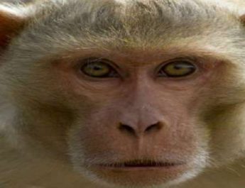 12 दिन के बच्चे को मां की गोद से छीन ले गया बंदर, फिर मार डाला 3 Hindi News Bharat &raquo;