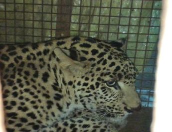 भेल फैक्टरी से पकड़ा गुलदार भेजा रेस्क्यू सेंटर 2 Hello Uttarakhand News »