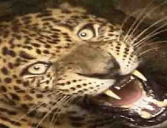 शादी से वापस आ रहे बुजुर्ग को गुलदार ने बनाया अपना शिकार 3 Hello Uttarakhand News »