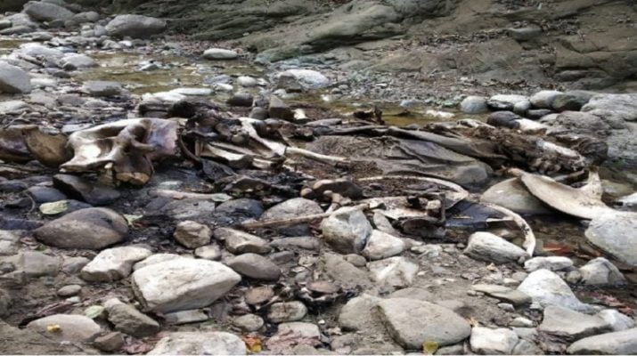 वन मंत्री के राज में जंगल में गुंडाराज! 1 Hello Uttarakhand News »