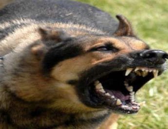 घर में खेल रही पांच साल की बच्ची को पालतू कुत्ते ने नोचकर मार डाला 3 Hello Uttarakhand News »