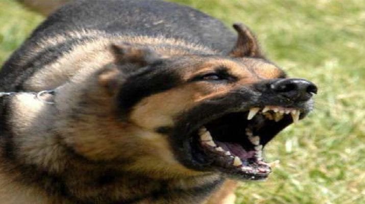 घर में खेल रही पांच साल की बच्ची को पालतू कुत्ते ने नोचकर मार डाला 1 Hello Uttarakhand News »