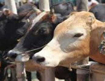 भगवानपुर के सिकरोड़ा में 130 किलो गौ मांम बरामद 4 Hello Uttarakhand News »