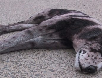 गुस्साए व्यक्ति ने कुत्ते को पीट-पीट कर मार डाला,पुलिस ने किया गिरफ्तार 3 Hello Uttarakhand News »