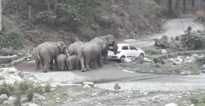 नैनीताल: हाथियों के झुंड ने पर्यटकों की दो कारों पर किया हमला, खिलौने की तरह धकेला 1 नैनीताल: हाथियों के झुंड ने पर्यटकों की दो कारों पर किया हमला, खिलौने की तरह धकेला 1 Hello Uttarakhand News »