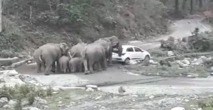 नैनीताल: हाथियों के झुंड ने पर्यटकों की दो कारों पर किया हमला, खिलौने की तरह धकेला 1 Hello Uttarakhand News »