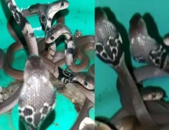 उत्तराखंड: दुकान से एक साथ निकले 12 कोबरा सांप, जिन्हें देख हर कोई रह गया दंग 4 Hello Uttarakhand News »