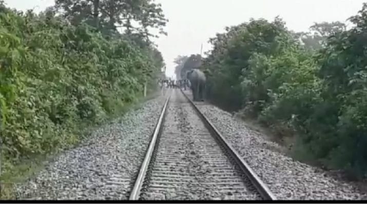 उत्तराखंड में हाथियों का आतंक, तीन युवकों पर हमला, एक की मौत, 2 हायर सेंटर रेफर, दहशत 1 Hello Uttarakhand News »