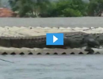 बाढ़ में डूबे घर की छत पर मुंह खोले दिखा विशालकाय मगरमच्छ, देखें वीडियो.. 4 Hello Uttarakhand News »