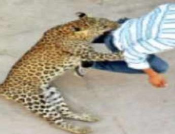 उत्तराखंड: नहीं थम रहा तेंदुए का आतंक, अब 62 साल के बुजुर्ग को बनाया निवाला 3 Hello Uttarakhand News »