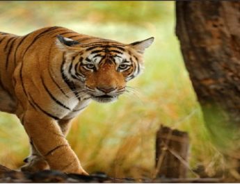 पहले हमला कर किया घायल, फिर कुछ घंटो बाद लौटा बाघ, फॉरेस्ट गार्ड को बनाया निवाला 2 Hello Uttarakhand News »