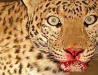 उत्तराखंड:जान पर खेलकर बहन ने गुलदार से बचाई अपने भाई की जान 4 Hello Uttarakhand News »