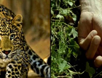 हरिद्वार में फिर से आदमखोर गुलदार का आतंक, मजदूर को बनाया निवाला 4 Hello Uttarakhand News »