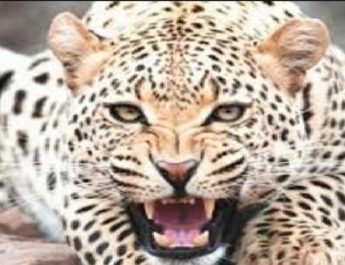 देहरादून: घर के अन्दर घुसा गुलदार, लोगों ने किया कमरे में बंद फिर.. 2 Hello Uttarakhand News »