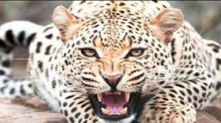 देहरादून: घर के अन्दर घुसा गुलदार, लोगों ने किया कमरे में बंद फिर.. 1 Hello Uttarakhand News »