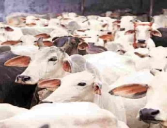 उत्तराखंड: ऑनलाइन डाटा के साथ पशुओं की होगी यूआईडी टैगिंग, पशु विभाग के पास उपचार का होगा रिकॉर्ड 2 Hello Uttarakhand News »