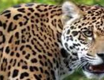 गुलदार का आतंक बरकारार, एक और महिला को बनाया निवाला 5 Hello Uttarakhand News »