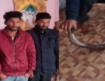 उत्तराखंड: दोमुंहा सांप के साथ तीन लोग गिरफ्तार, ढाई करोड़ से भी अधिक दुर्लभ सांप की कीमत 2 Hello Uttarakhand News »